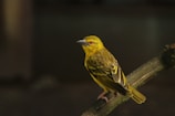 A vibrant yellow bird with an orange eye, perched on a narrow branch against a dark, blurred background. The bird's feathers have intricate patterns with shades of yellow and olive green.