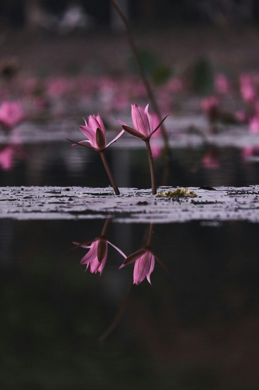 pink flowers are reflected in the water of a pond