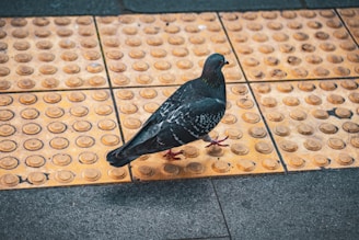 A pigeon is walking across a textured yellow tactile paving surface, commonly used for guiding visually impaired pedestrians. The background consists of gray pavement tiles.