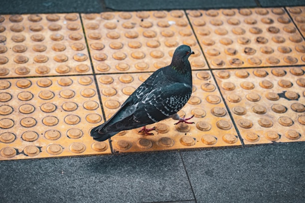 A pigeon is walking across a textured yellow tactile paving surface, commonly used for guiding visually impaired pedestrians. The background consists of gray pavement tiles.