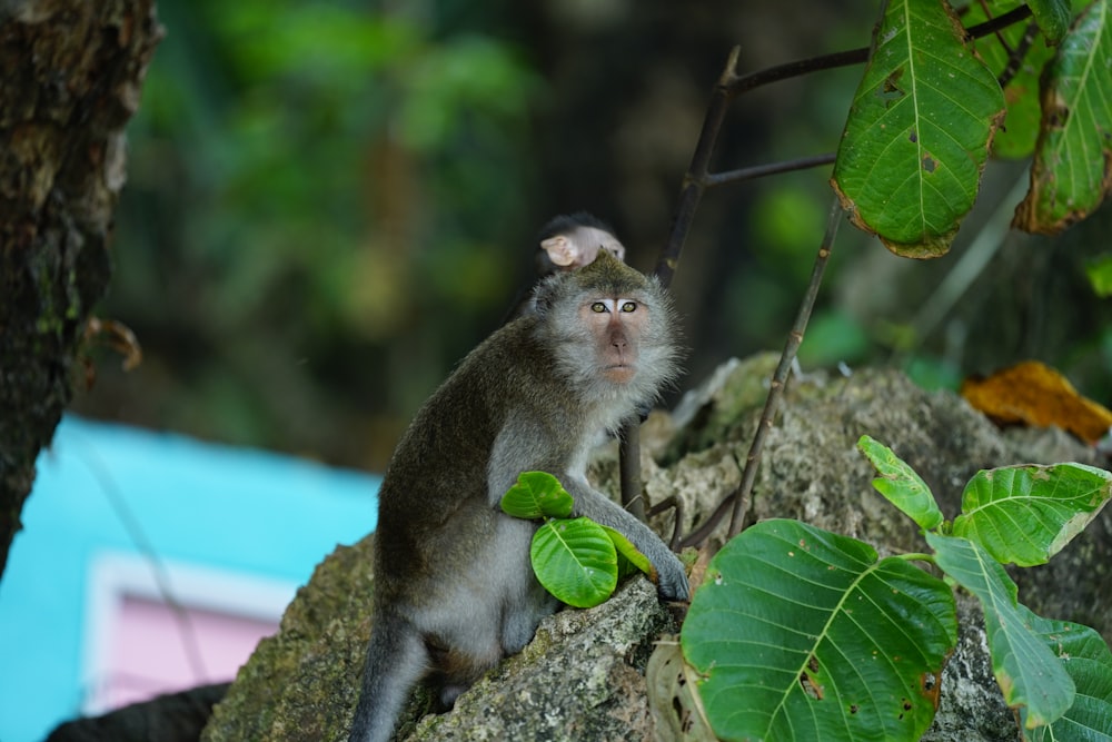 a small monkey sitting on a rock in a forest