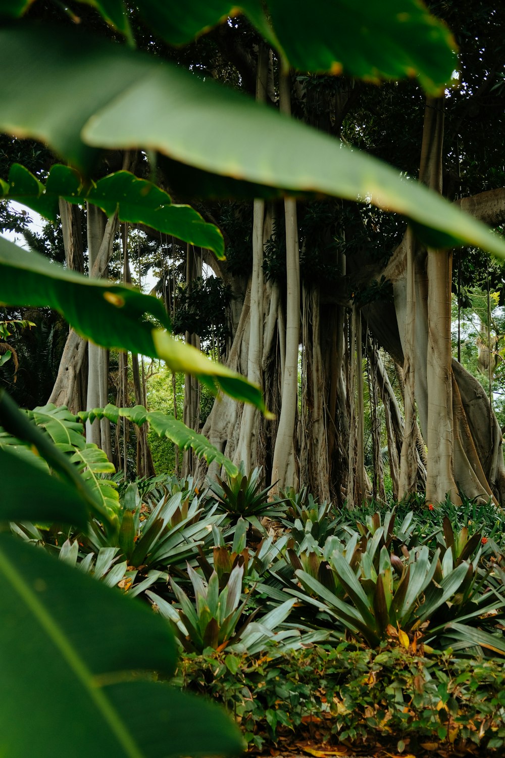 a lush green forest filled with lots of trees