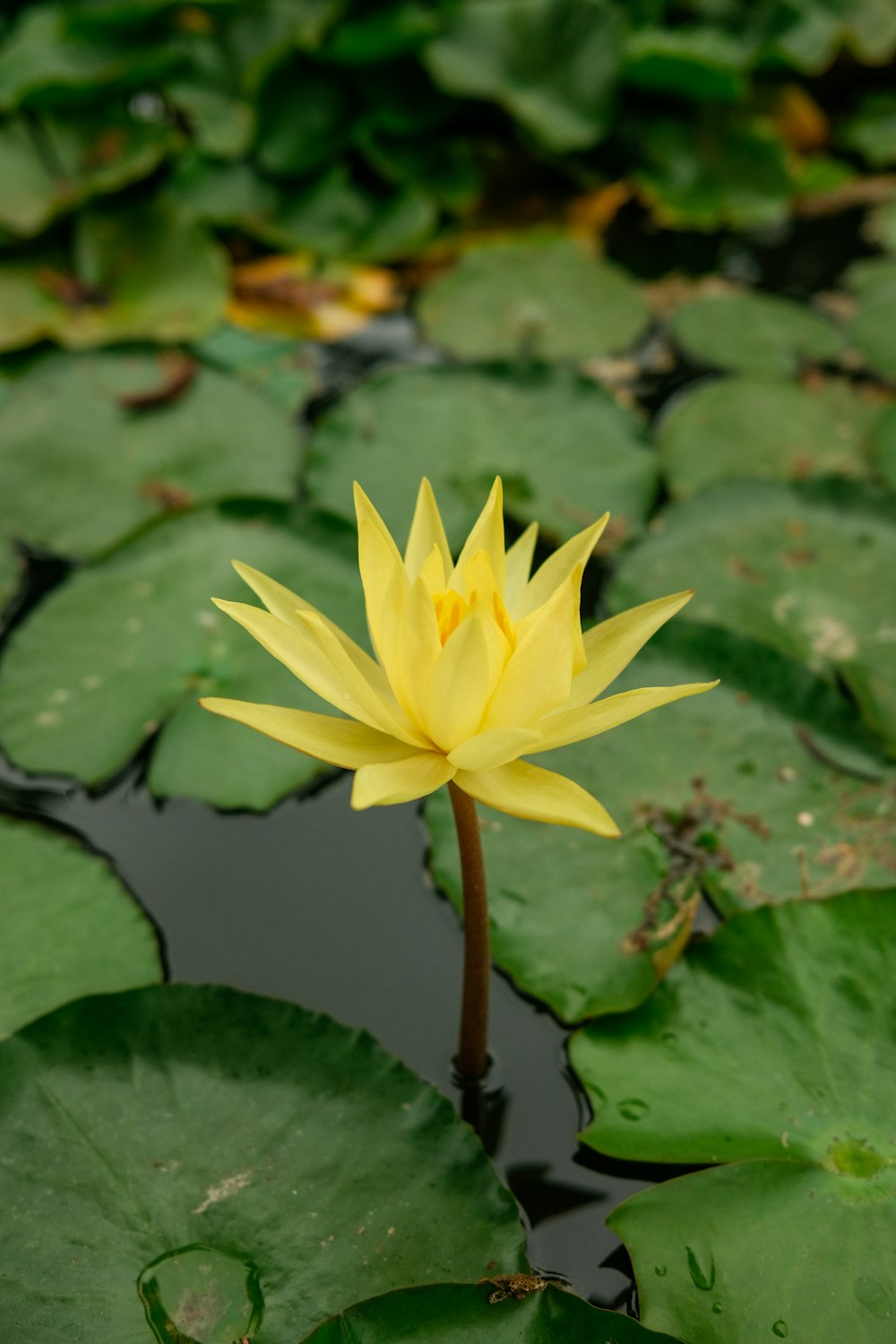 a yellow flower is in the middle of a pond