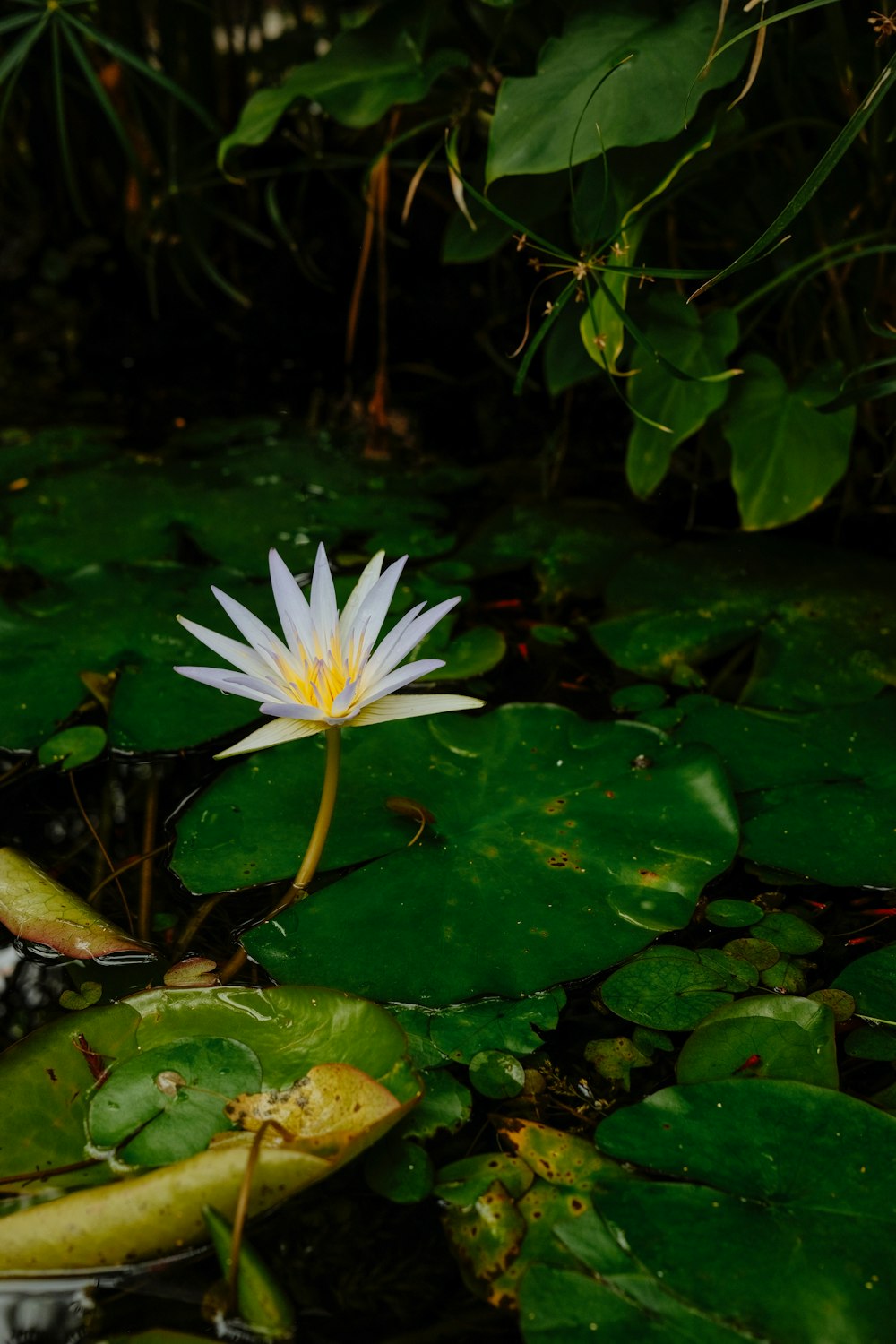 a white water lily floating on top of a green lily pad