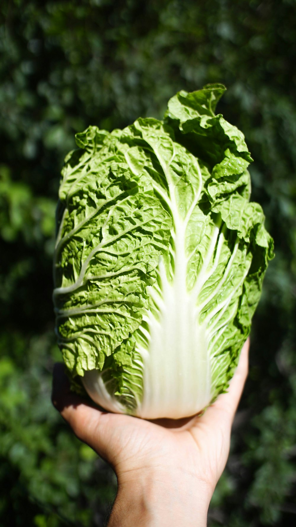 a hand holding a head of lettuce in front of trees