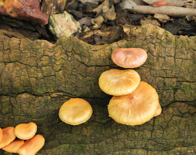 A cluster of golden oyster mushrooms growing on a rustic wooden log.