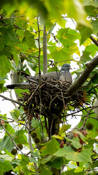 Pigeon sitting on its nest in a tree in Kurtovo Konare.