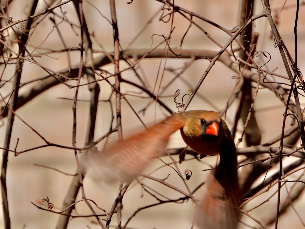 a bird is flying around a tree branch