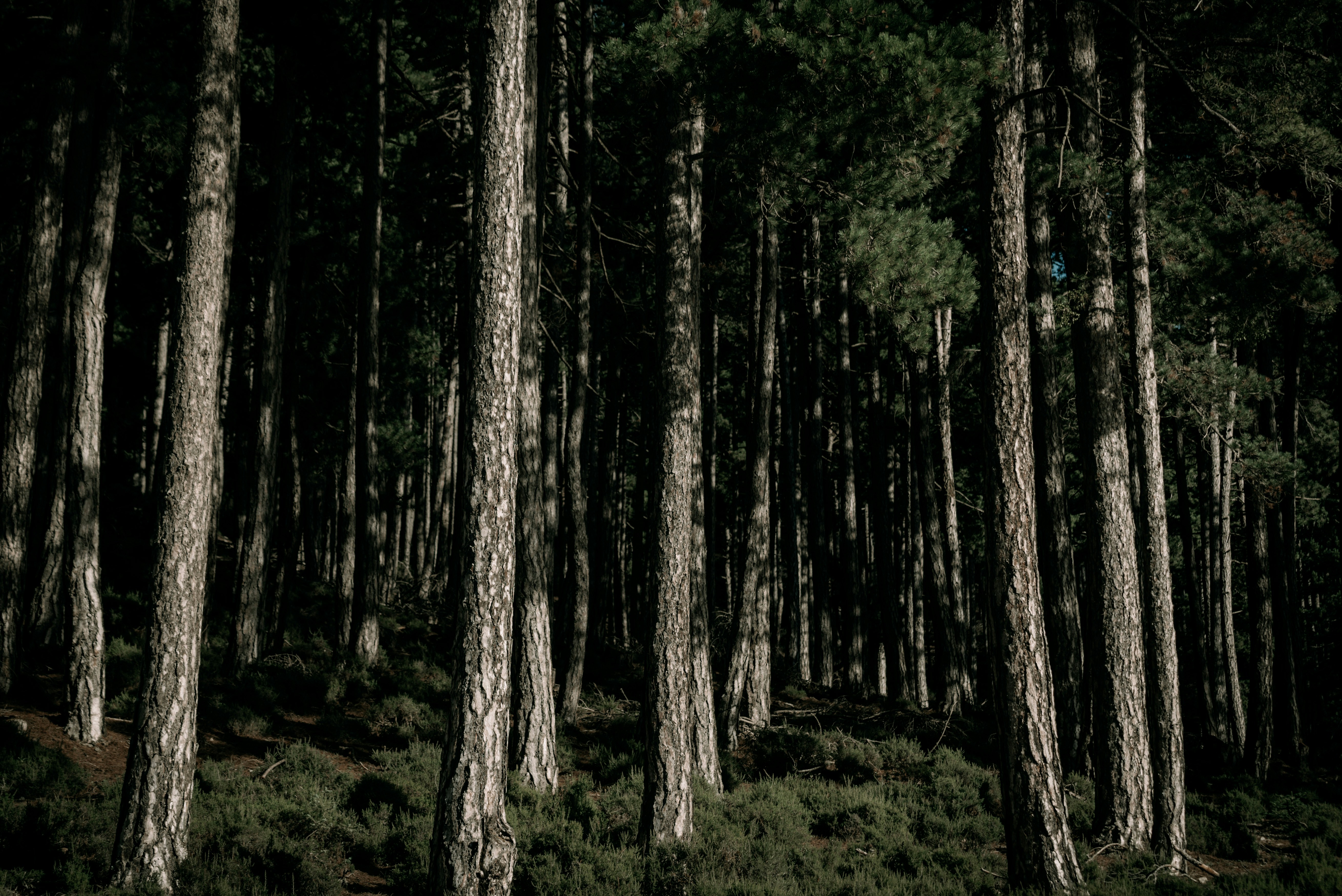 Ein Wald mit vielen hohen Bäumen