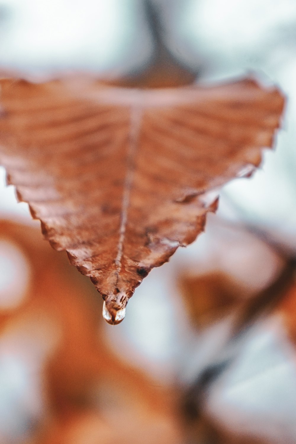 a leaf that is upside down on a branch