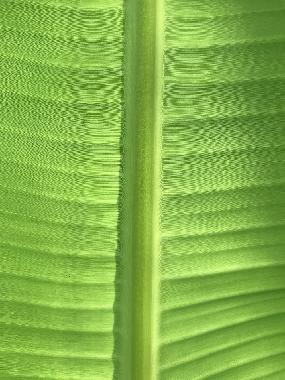 a close up of a green banana leaf