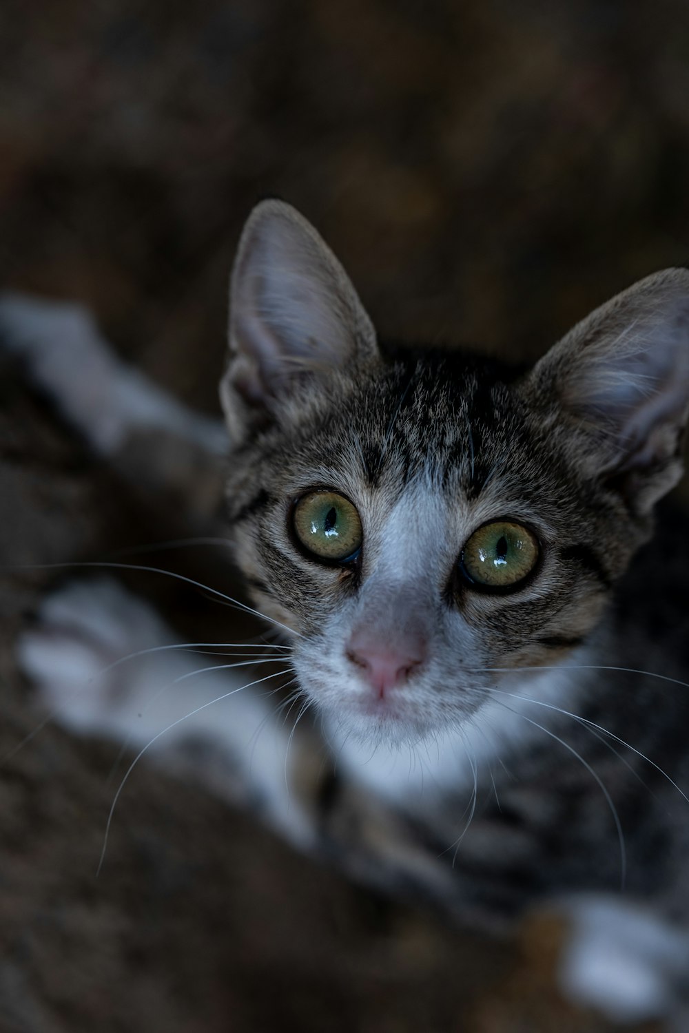 a close up of a cat with green eyes