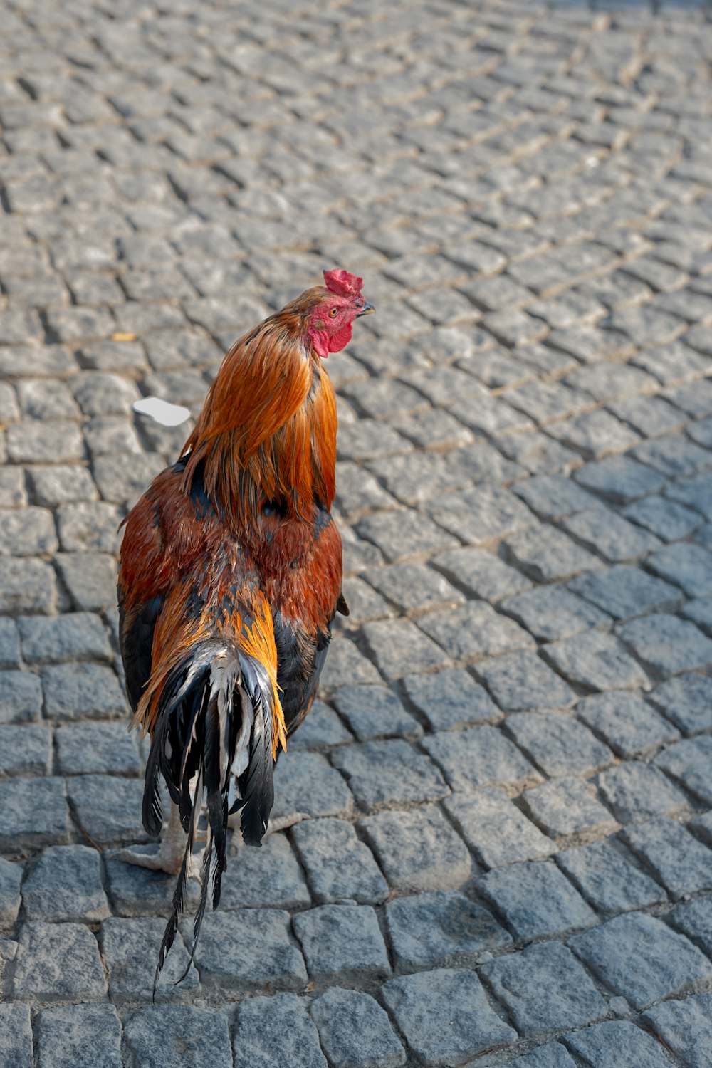 a close up of a rooster on a cobblestone road