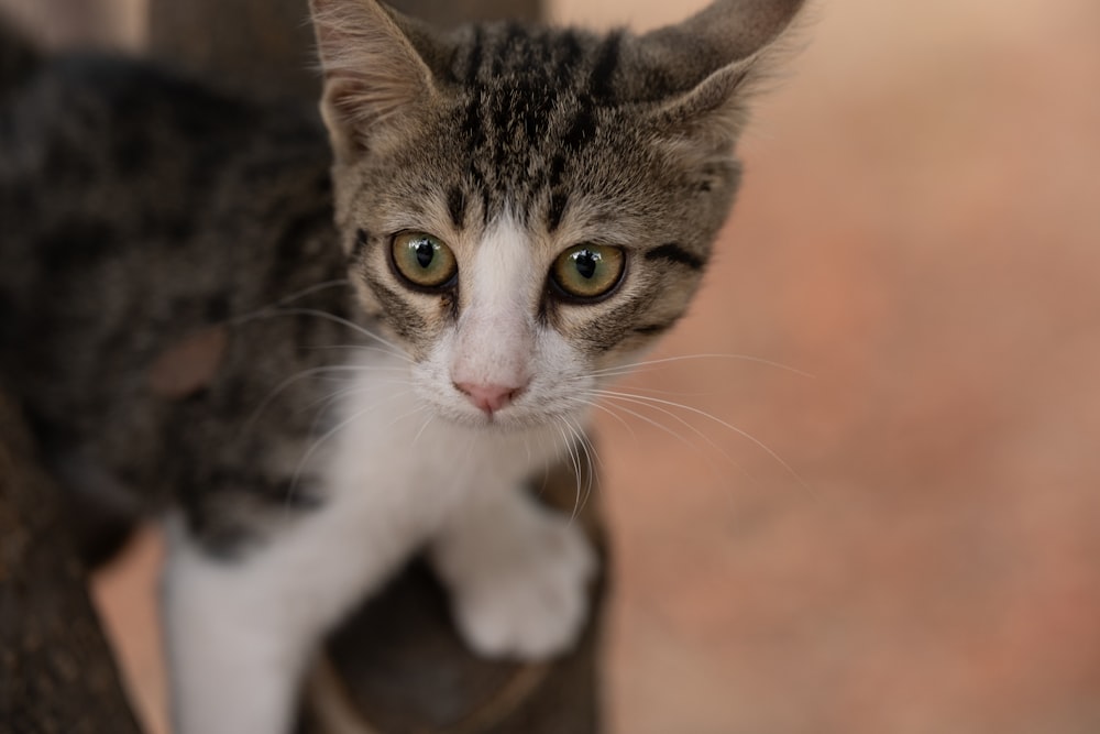 a cat standing on top of a wooden chair