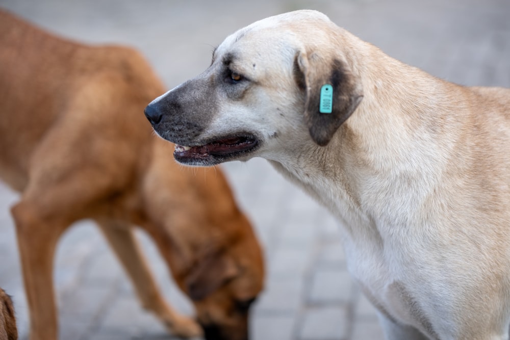 two dogs standing next to each other on a sidewalk