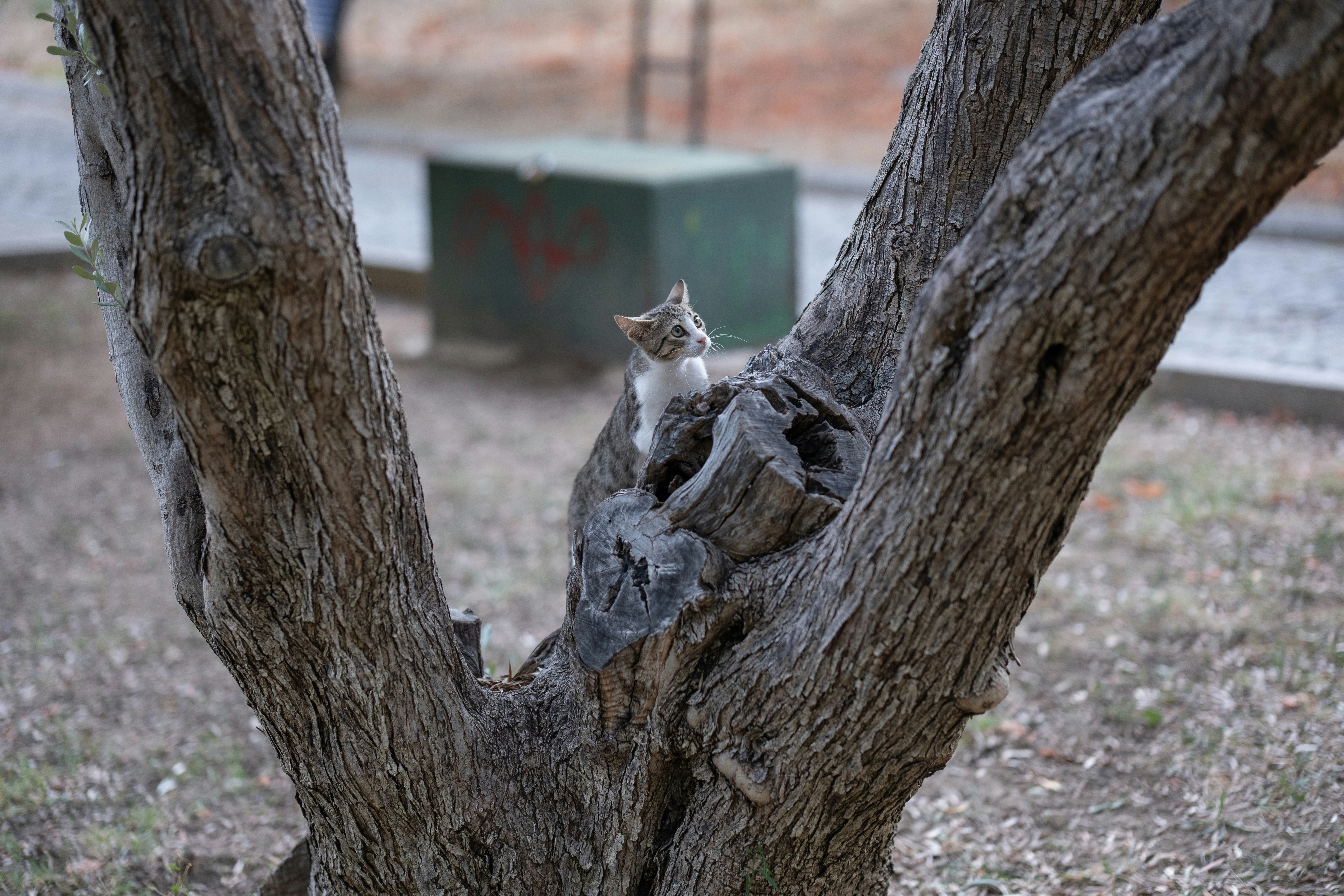 seekor kucing duduk di pohon di taman