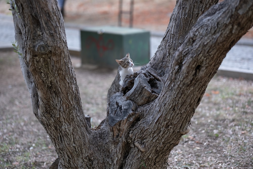 a cat sitting in a tree in a park