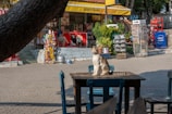 A cat is sitting on a wooden table in an outdoor area near a small market. The background shows a store with a variety of items including colorful snacks, a red chair, and a person sitting behind the counter. Trees and greenery surround the space, creating a tranquil, casual atmosphere.
