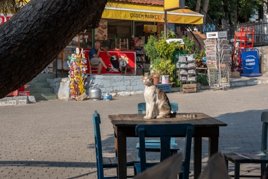 A cat is sitting on a wooden table in an outdoor area near a small market. The background shows a store with a variety of items including colorful snacks, a red chair, and a person sitting behind the counter. Trees and greenery surround the space, creating a tranquil, casual atmosphere.