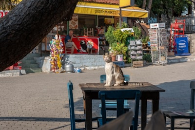 A cat is sitting on a wooden table in an outdoor area near a small market. The background shows a store with a variety of items including colorful snacks, a red chair, and a person sitting behind the counter. Trees and greenery surround the space, creating a tranquil, casual atmosphere.