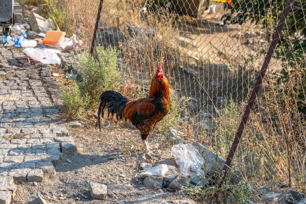 a chicken is standing in the dirt near a fence
