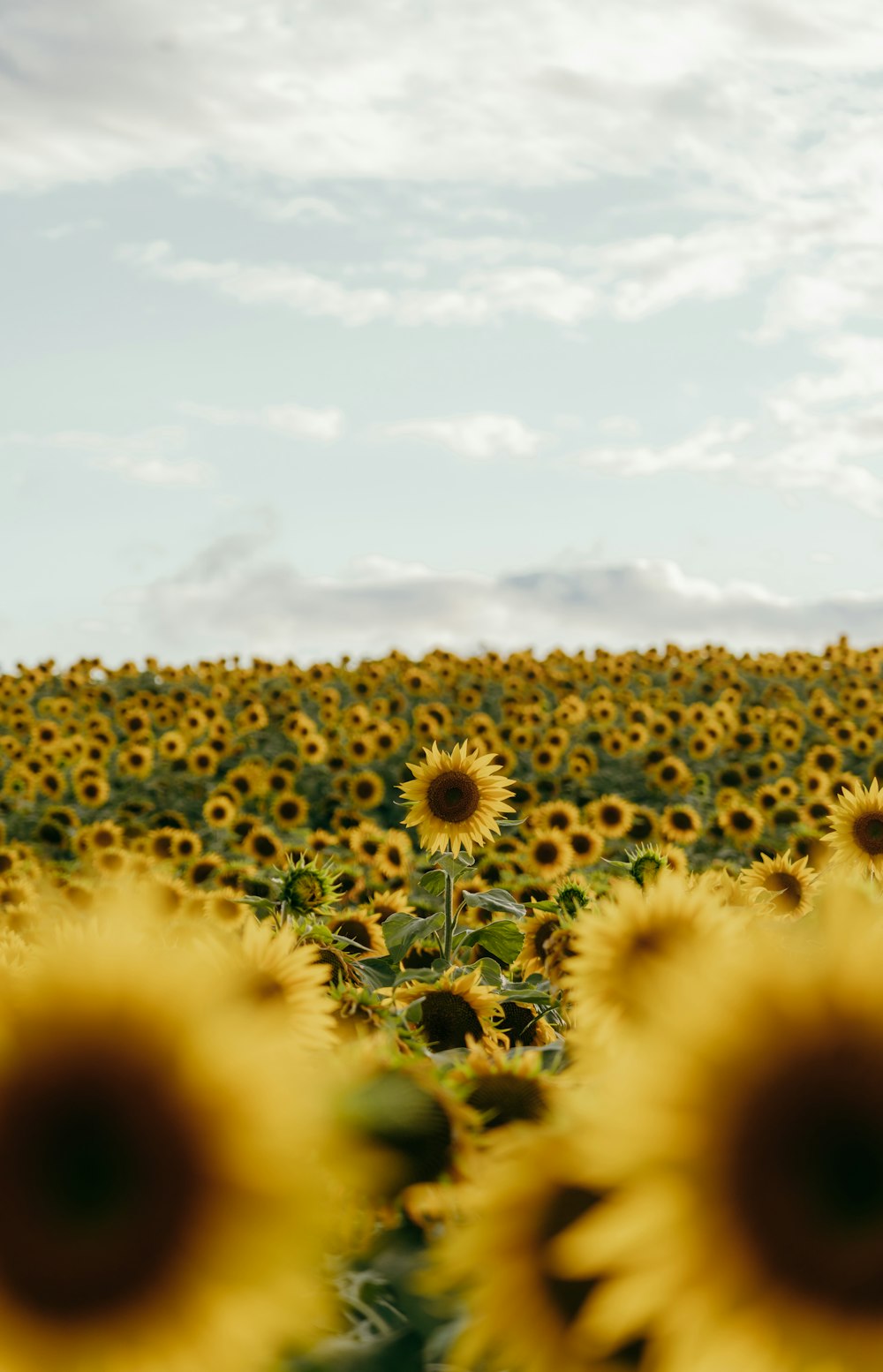 a large field of sunflowers under a cloudy sky