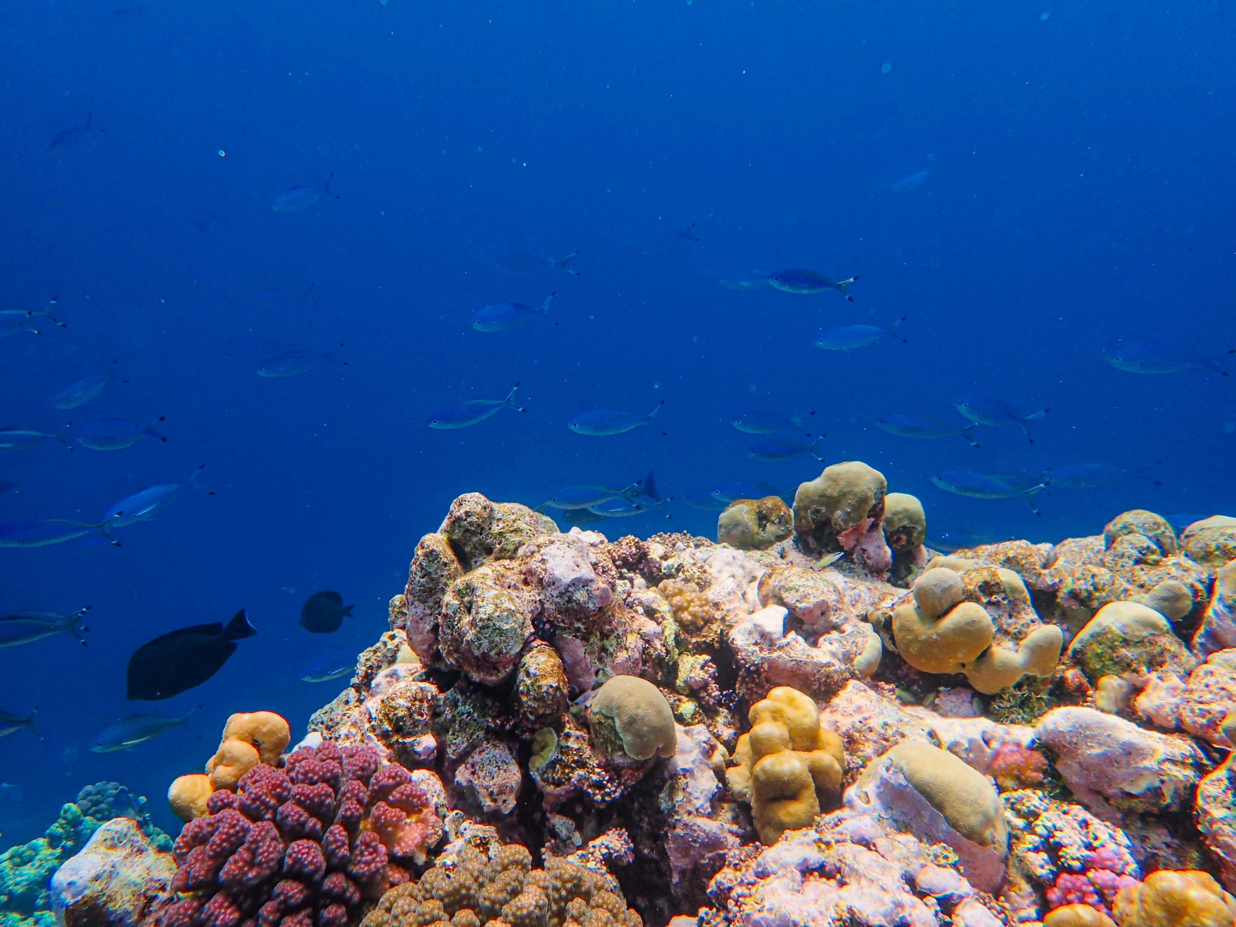 Photo by francesco_ungaro