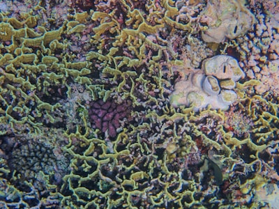 A vibrant underwater scene featuring a complex arrangement of corals. The corals display intricate patterns with varying hues of green, yellow, and purple, creating a textured mosaic. The shapes range from branching structures to more solid, rounded forms.