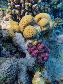 A vibrant underwater scene featuring various types of coral formations. Prominent are yellow dome-shaped corals with a honeycomb pattern and pink-purple clustered corals accompanied by smaller corals. The backdrop includes diverse and colorful coral structures, along with clear blue water.