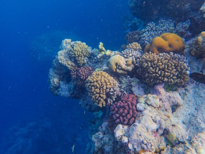 Vibrant coral formations are seen in clear blue ocean water, showcasing various textures and colors. The corals are densely packed, with some exhibiting a bumpy surface while others are smooth. Shades of yellow, brown, and purple colors are distinctly visible among the corals.