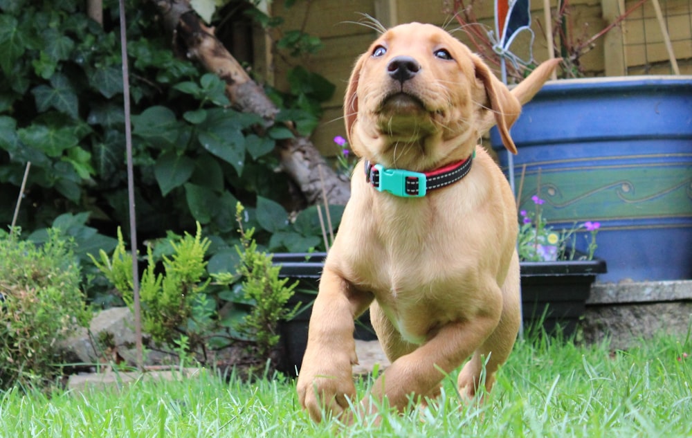 a brown dog running across a lush green field