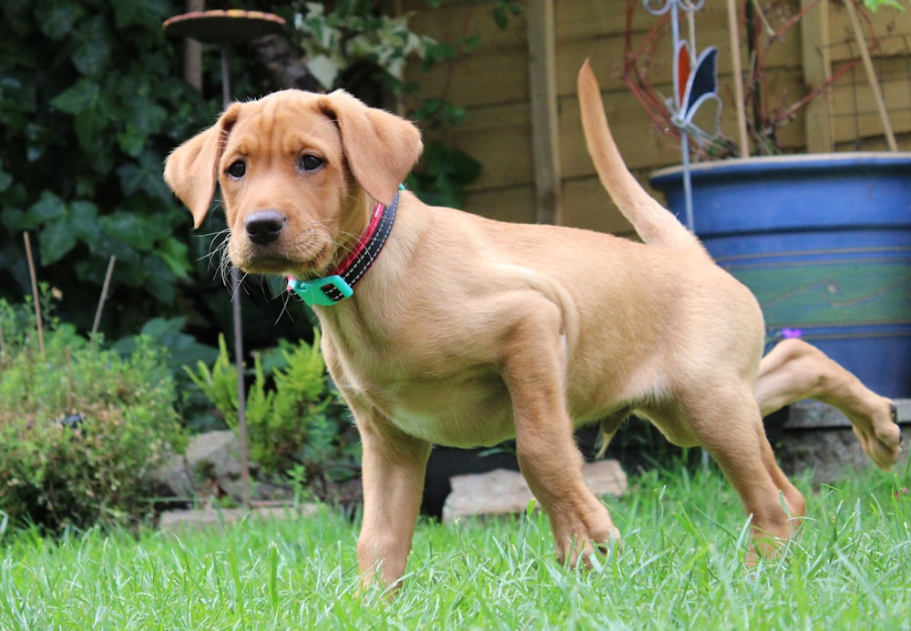 a brown dog standing on top of a lush green field