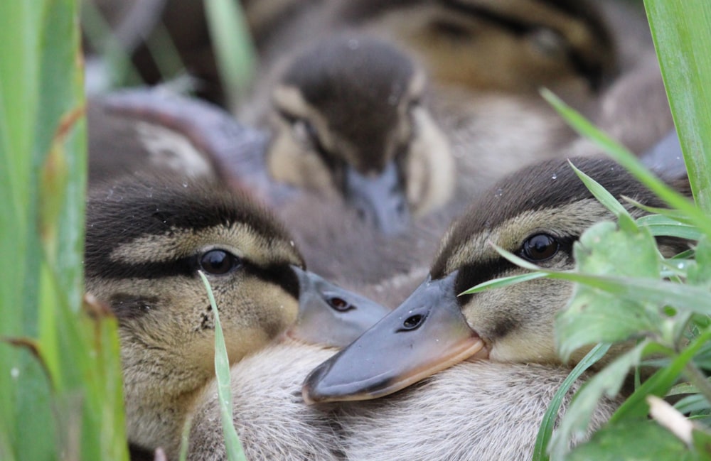 a couple of ducks that are sitting in the grass