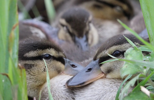 A group of ducklings are nestled closely together amidst greenery, showing their soft feathers and small beaks. The focus on their faces highlights their innocence and curiosity, surrounded by blurred grass and natural elements.
