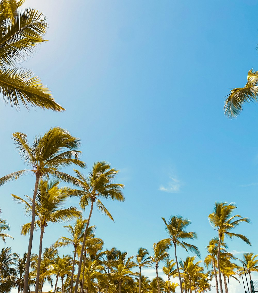 a beach with palm trees and a blue sky