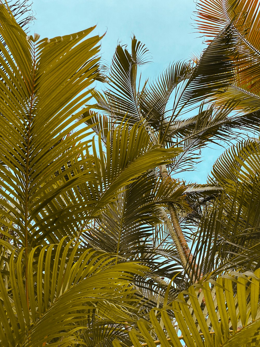 un oiseau assis au sommet d’un palmier