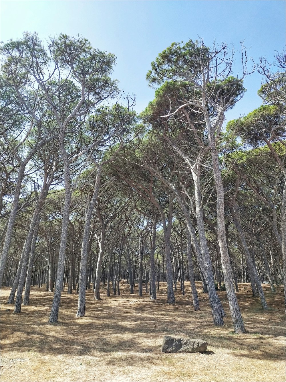 a forest filled with lots of tall trees