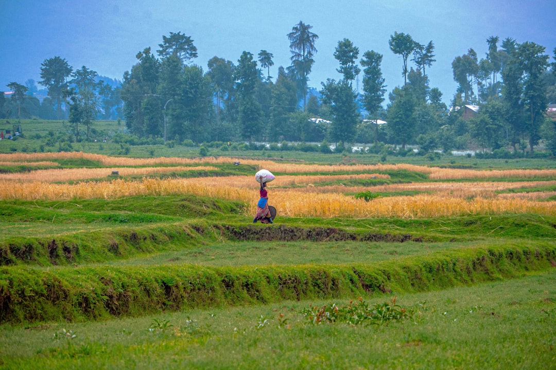 a woman walking through a lush green field, WHEAT HARVEST TIME