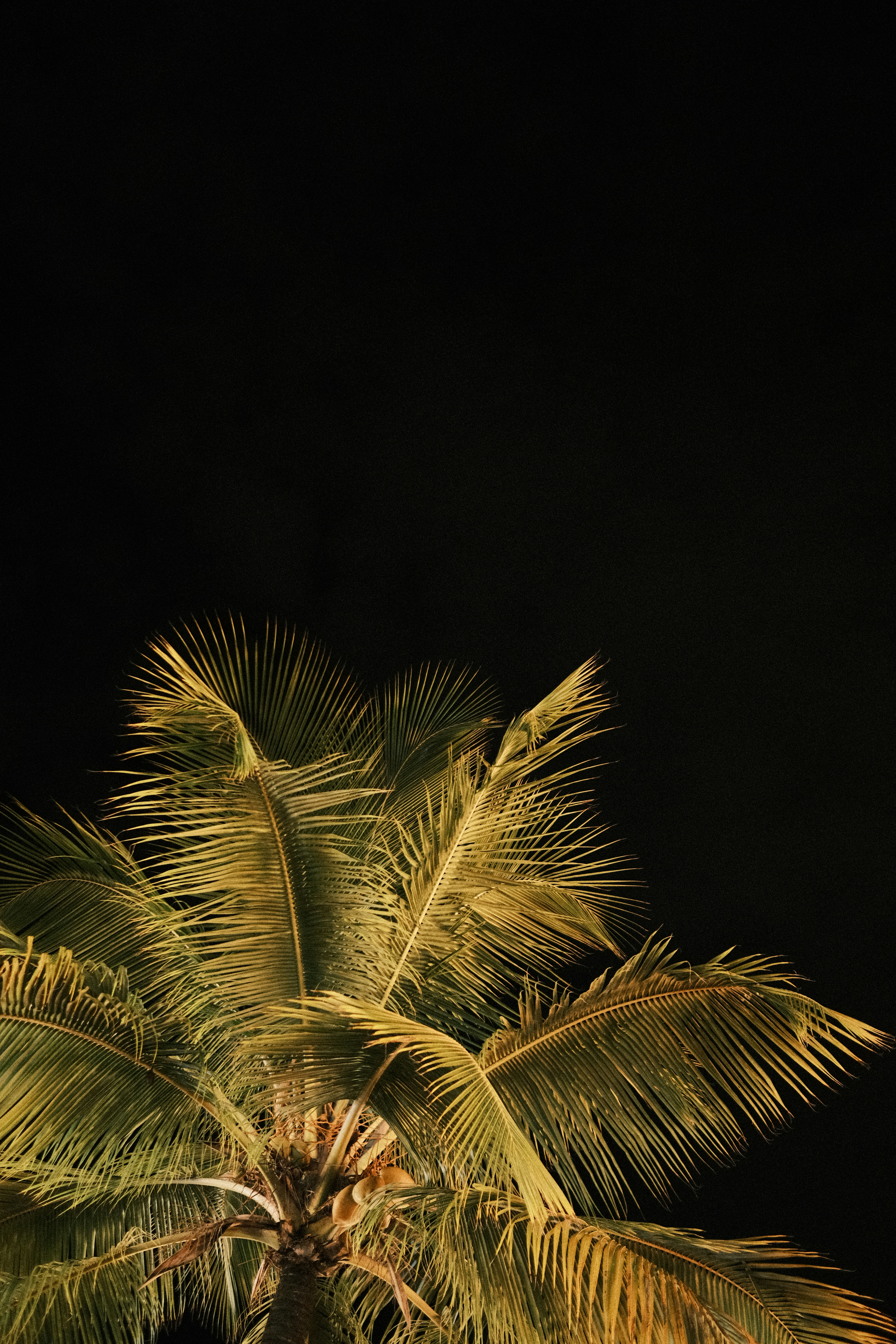 a palm tree is lit up at night