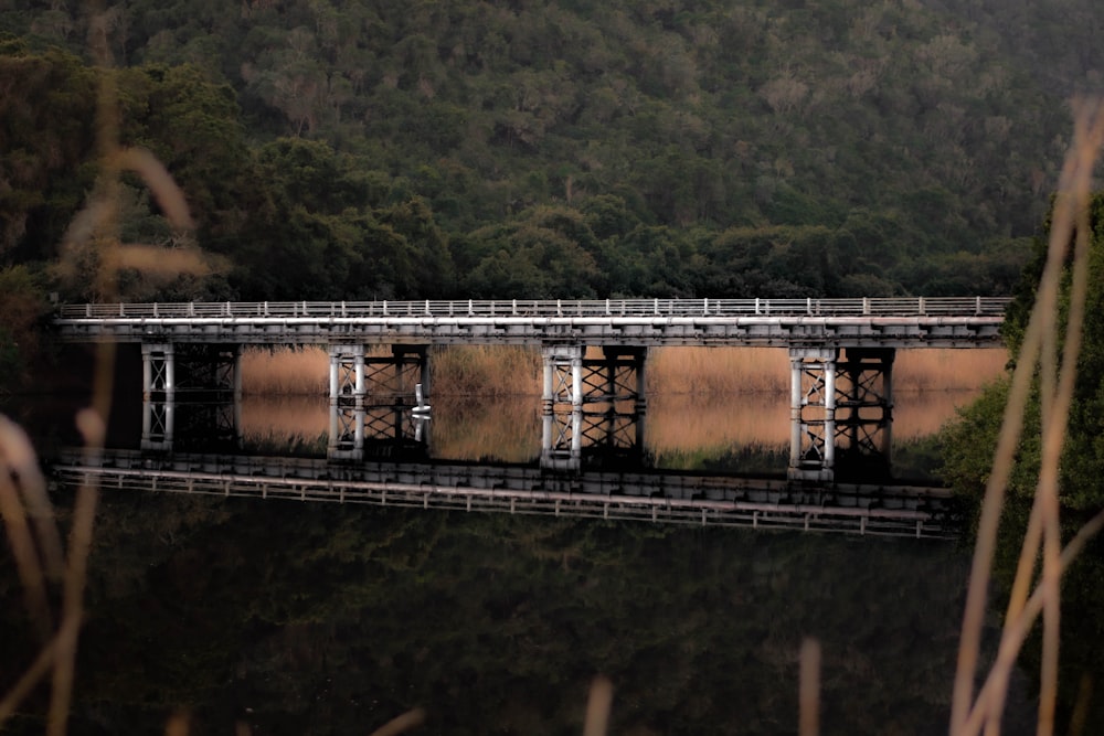 Un ponte su uno specchio d'acqua con una foresta sullo sfondo