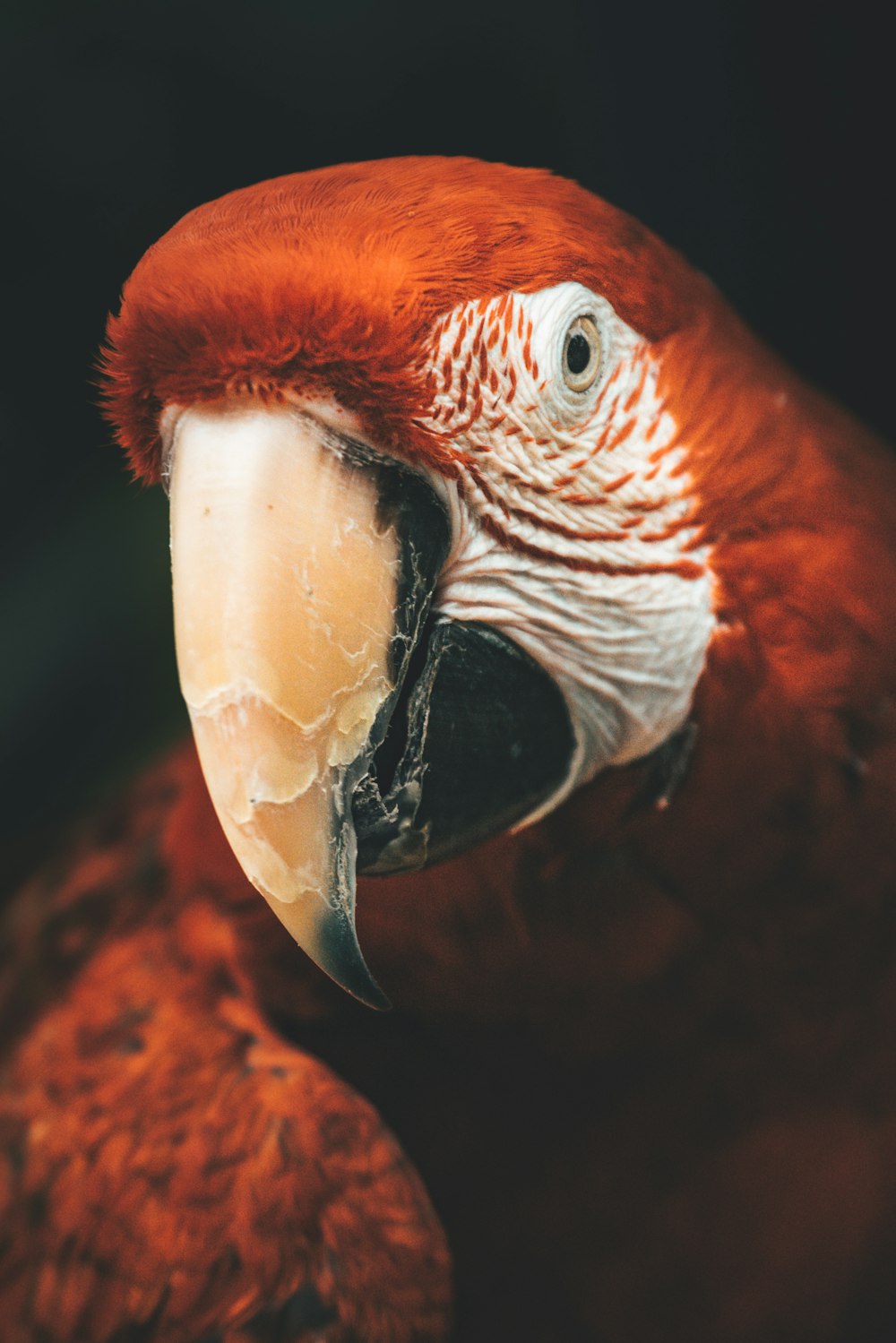 a close up of a red parrot with a black background