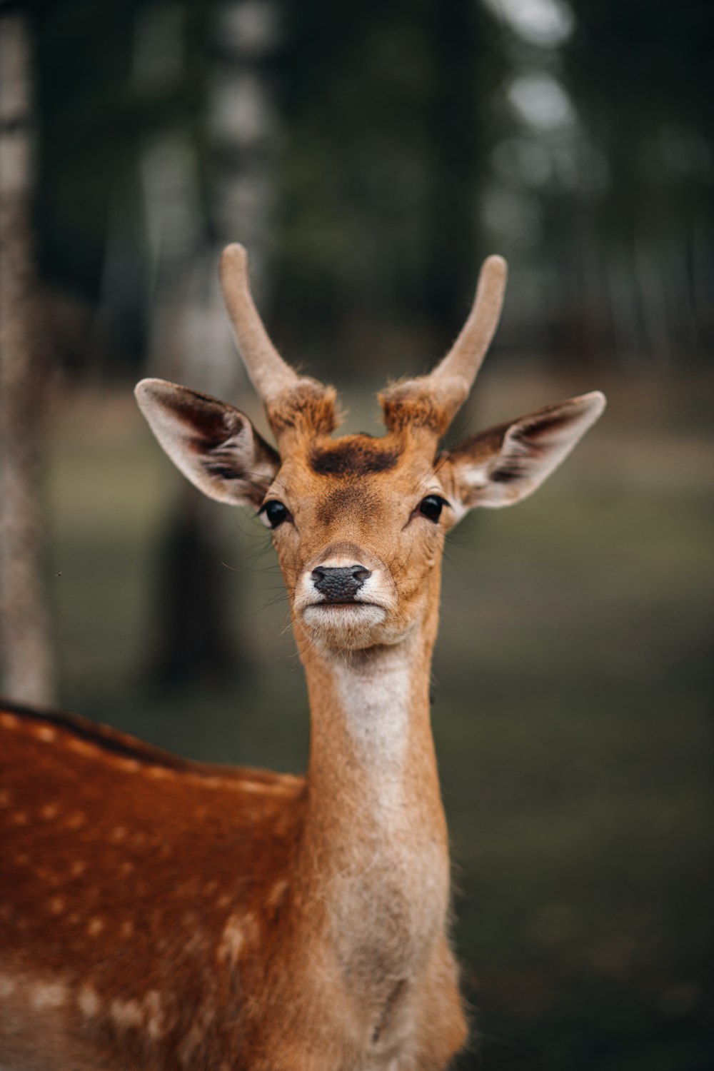 a close up of a deer's face with trees in the background