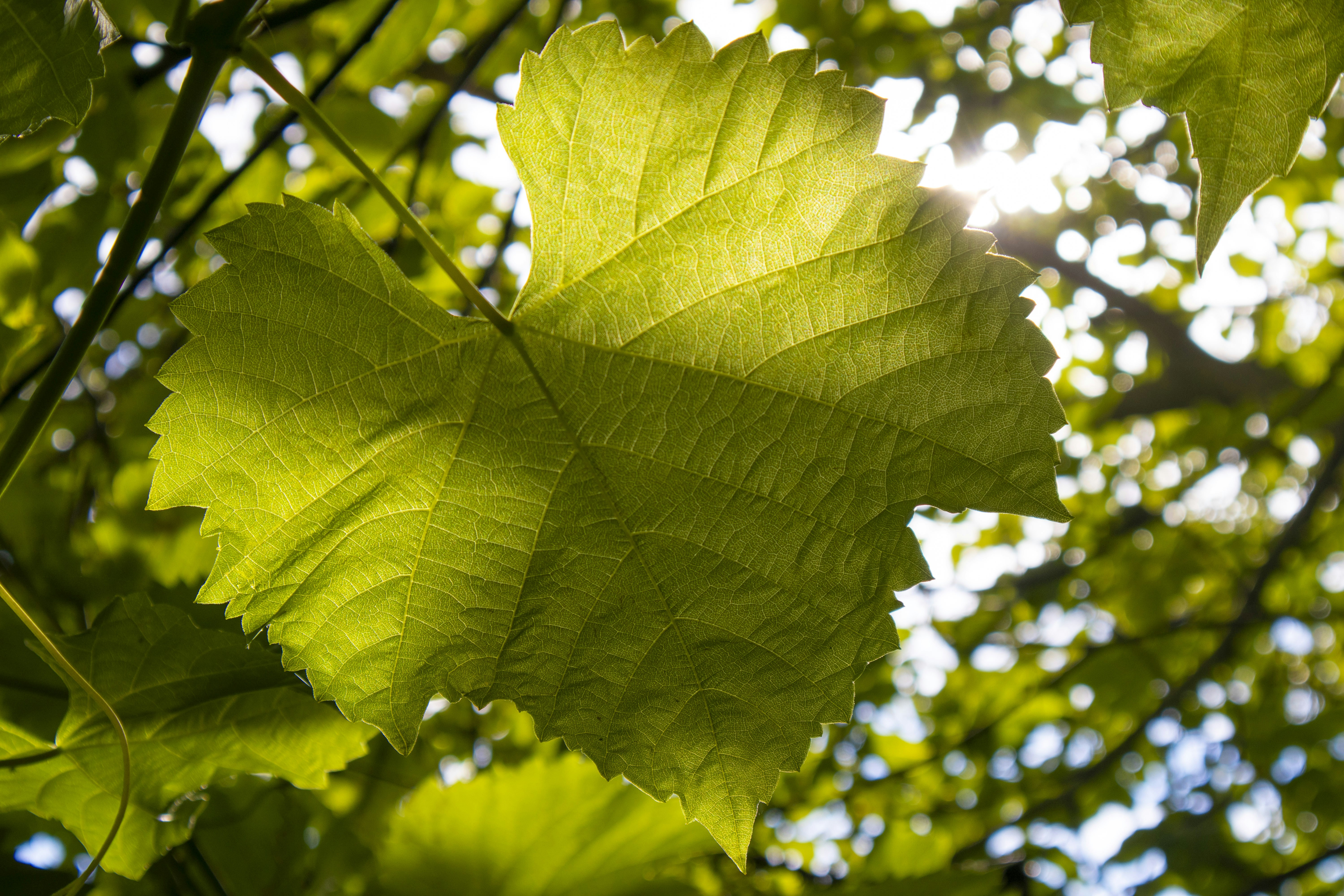 Photo by rolandtreiber