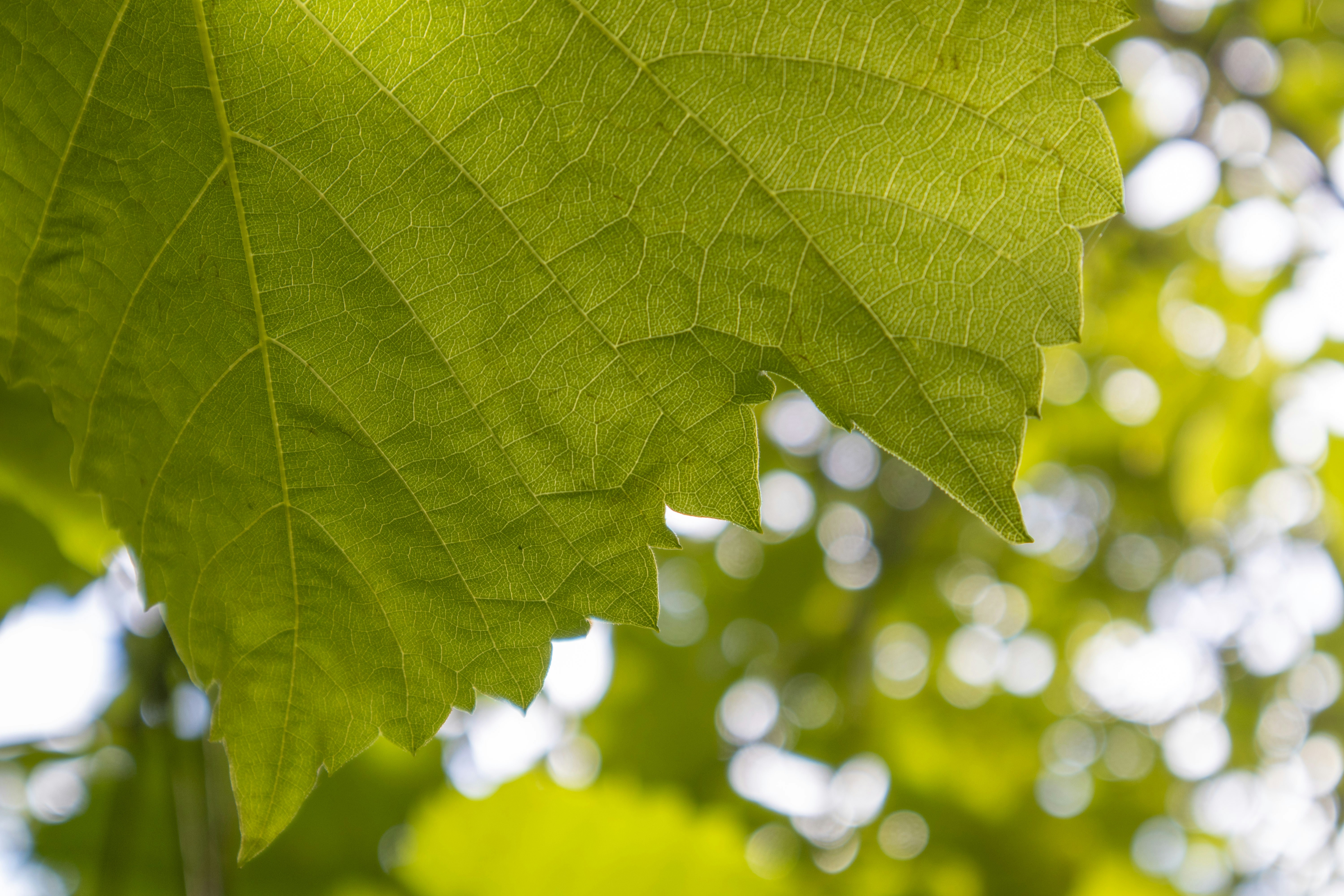 Photo by rolandtreiber