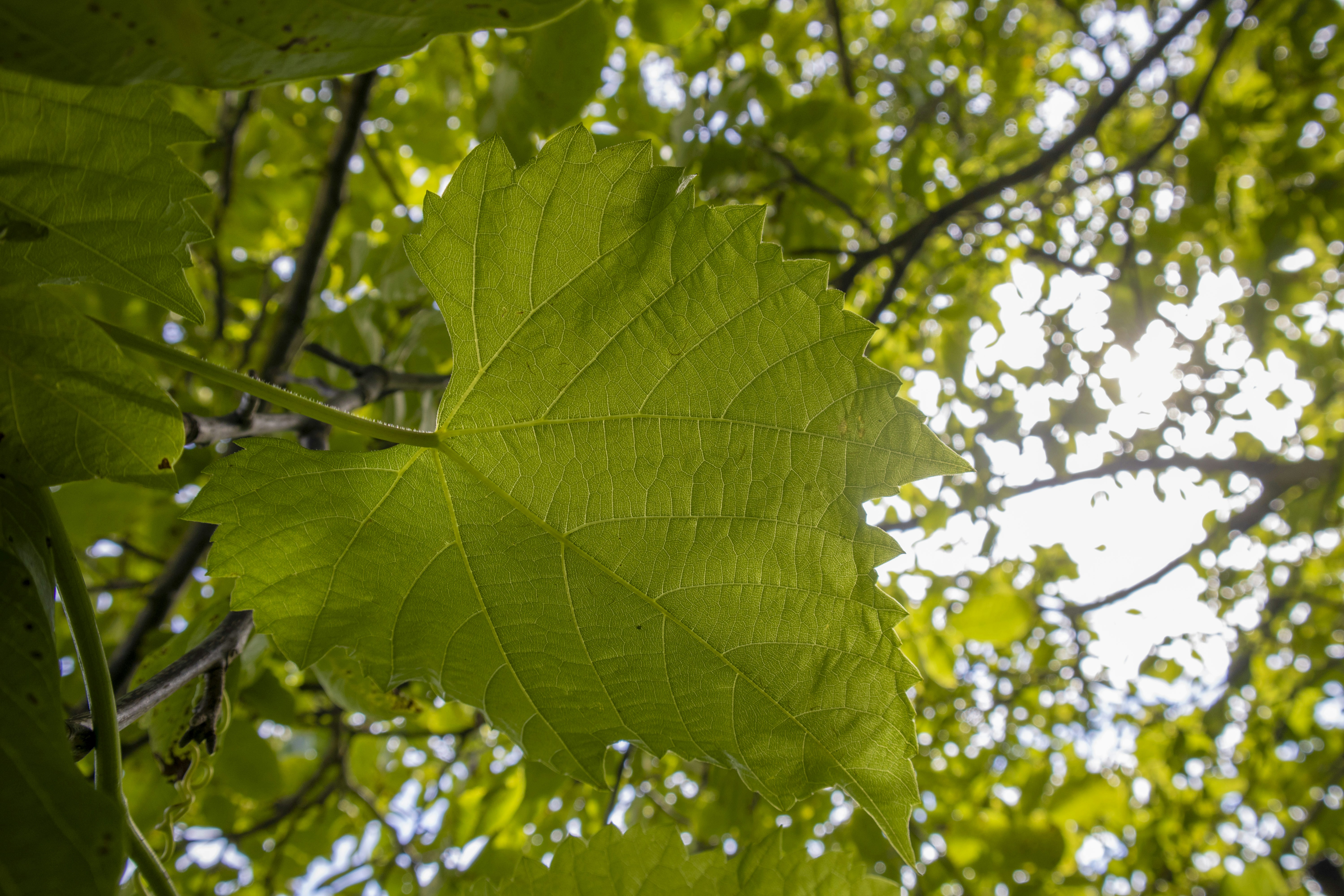 Photo by rolandtreiber