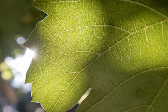 Close-up of a single leaf glowing with sunlight, veins illuminated like tiny rivers of light.