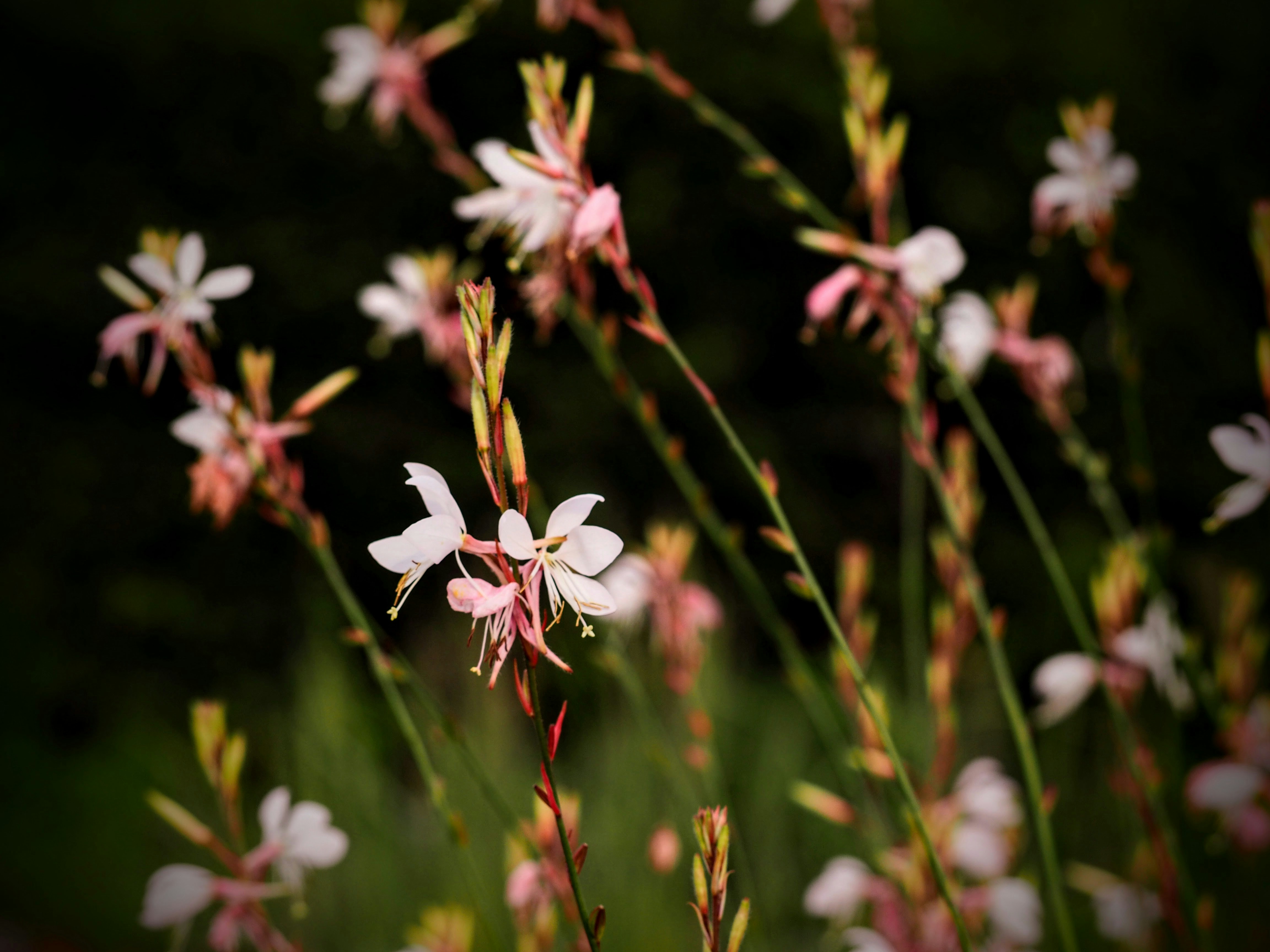 Photo by benji_da_vinci