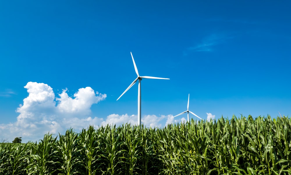 a field of corn with wind turbines in the background