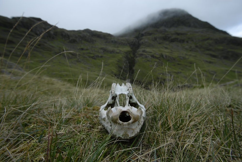 a mask in the grass with a mountain in the background