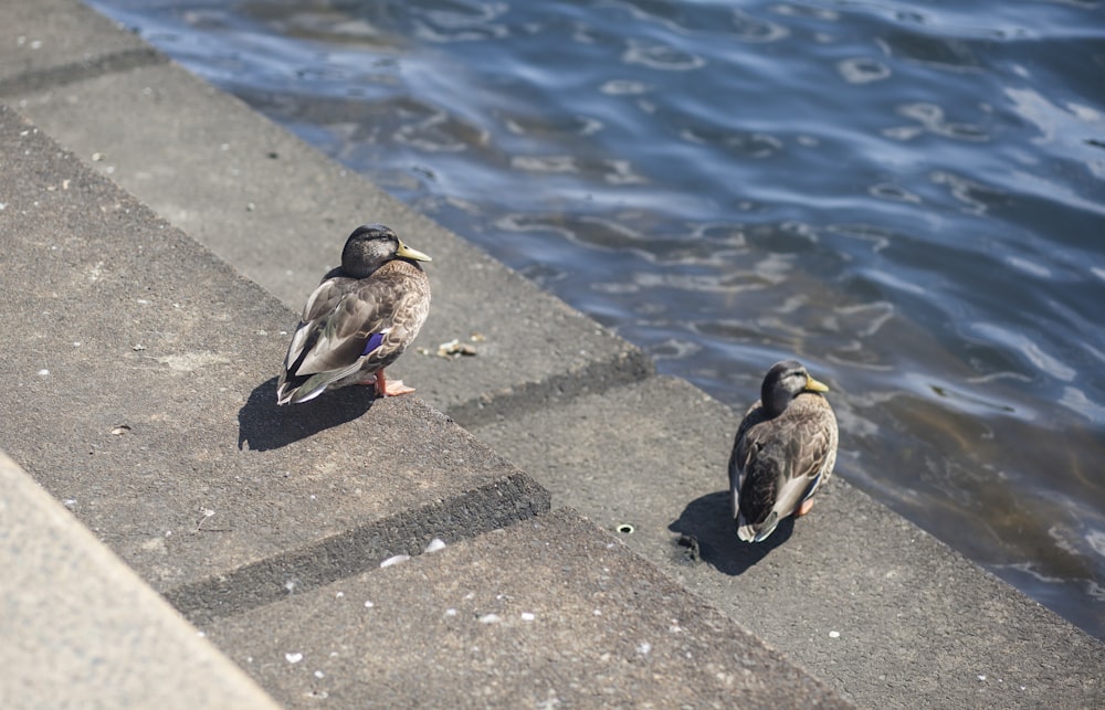 a couple of birds standing next to a body of water